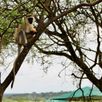 Vervet aap Tanzania